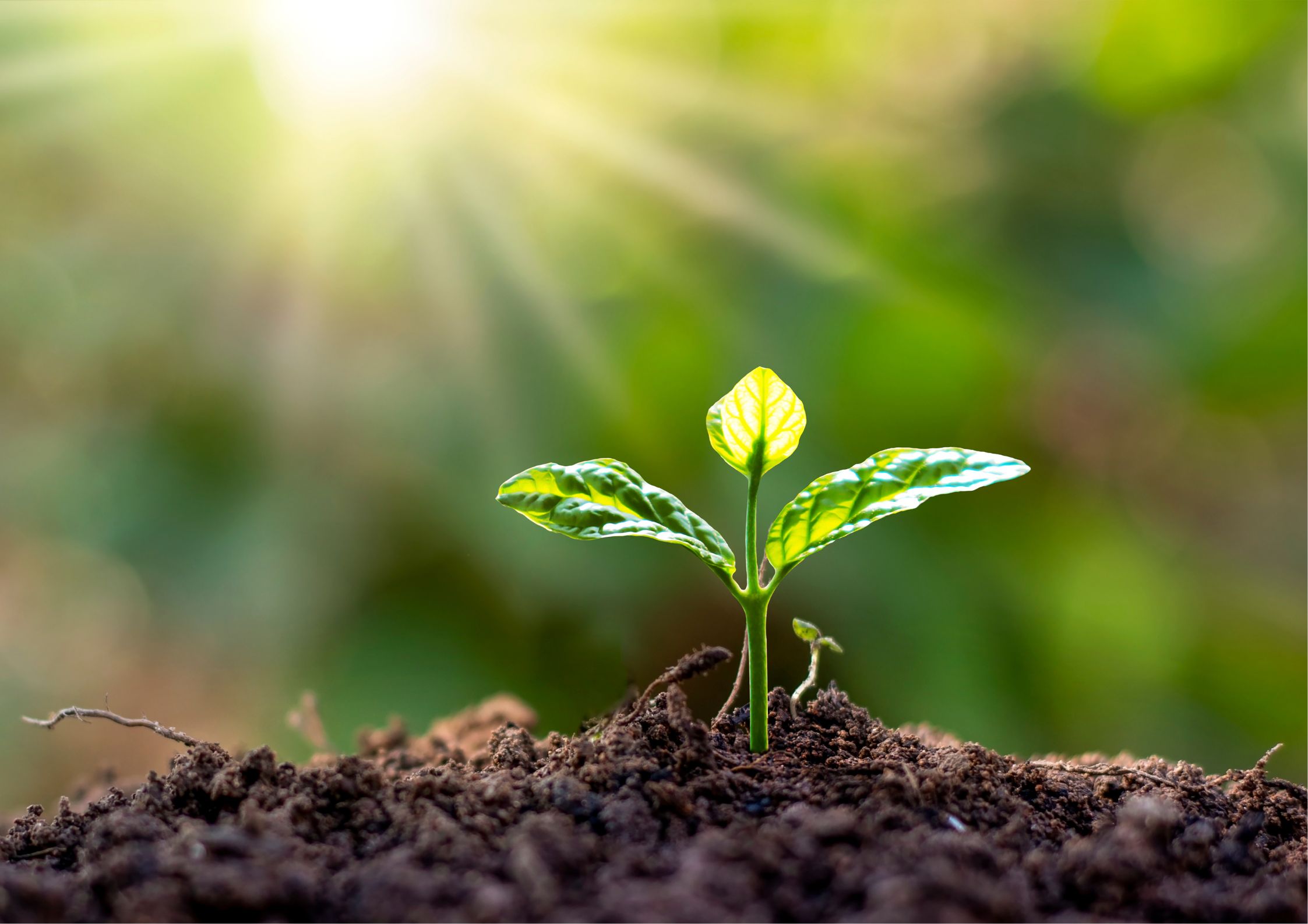 Přírodovědný kroužek pro IV. - VIII. třídu